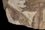 Fossil Fish (Gosiutichthys) Mortality Plate - Lake Gosiute #87801-2